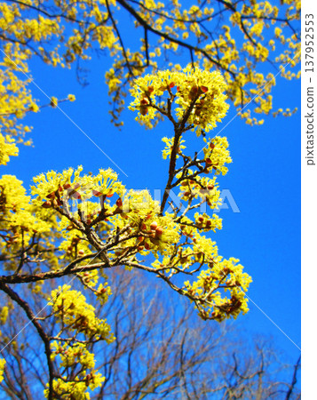 Cornelian cherry blossoms against a blue sky (photographed in 2026 at an urban agricultural park in Adachi Ward, Tokyo) Cornelian cherry blossoms against a blue sky (photographed in 2026 at an urban agricultural park in Adachi Ward, Tokyo) 137952553