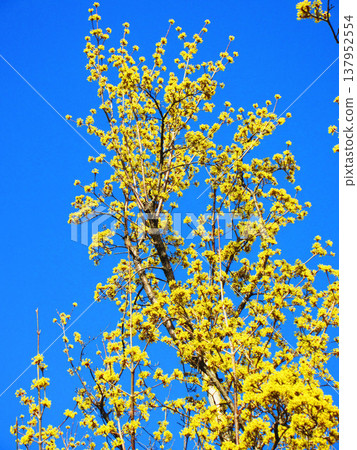 Cornelian cherry blossoms against a blue sky (photographed in 2026 at an urban agricultural park in Adachi Ward, Tokyo) Cornelian cherry blossoms against a blue sky (photographed in 2026 at an urban agricultural park in Adachi Ward, Tokyo) 137952554