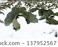 Cabbage field buried in snow 137952567