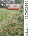 Tomatoes ripening on a summer day and the Kamikochi Line 137952569