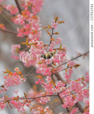Cherry blossoms, Japanese white-eye, Gunma Prefecture, 60 selections Cherry blossoms, Japanese white-eye, Gunma Prefecture, 60 selections 137952592
