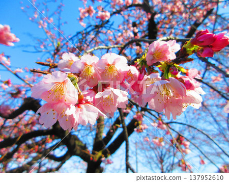 A scene of Angyo cherry blossoms blooming near the rotary of Kawaguchi-Motogo Station on the Saitama Rapid Railway (photographed in 2026). A scene of Angyo cherry blossoms blooming near the rotary of Kawaguchi-Motogo Station on the Saitama Rapid Railway (photographed in 2026). 137952610