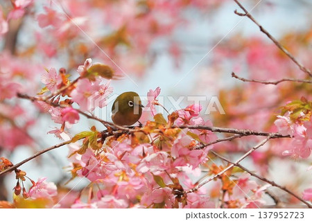 Cherry blossoms, Japanese white-eye, Gunma Prefecture, 60 selections 137952723