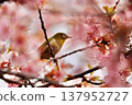 Cherry blossoms, Japanese white-eye, Gunma Prefecture, 60 selections 137952727
