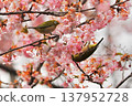 Cherry blossoms, Japanese white-eye, Gunma Prefecture, 60 selections 137952728