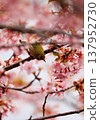 Cherry blossoms, Japanese white-eye, Gunma Prefecture, 60 selections 137952730