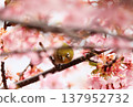 Cherry blossoms, Japanese white-eye, Gunma Prefecture, 60 selections 137952732
