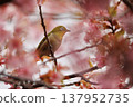 Cherry blossoms, Japanese white-eye, Gunma Prefecture, 60 selections 137952735
