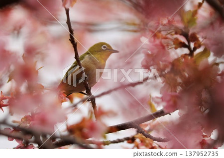 Cherry blossoms, Japanese white-eye, Gunma Prefecture, 60 selections 137952735