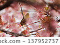 Cherry blossoms, Japanese white-eye, Gunma Prefecture, 60 selections 137952737