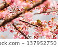 Cherry blossoms, Japanese white-eye, Gunma Prefecture, 60 selections 137952750