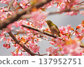 Cherry blossoms, Japanese white-eye, Gunma Prefecture, 60 selections 137952751