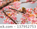 Cherry blossoms, Japanese white-eye, Gunma Prefecture, 60 selections 137952753