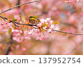 Cherry blossoms, Japanese white-eye, Gunma Prefecture, 60 selections 137952754