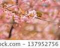 Cherry blossoms, Japanese white-eye, Gunma Prefecture, 60 selections 137952756