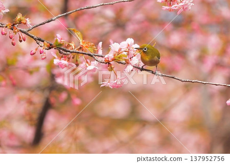 Cherry blossoms, Japanese white-eye, Gunma Prefecture, 60 selections Cherry blossoms, Japanese white-eye, Gunma Prefecture, 60 selections 137952756