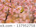 Cherry blossoms, Japanese white-eye, Gunma Prefecture, 60 selections 137952758