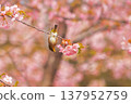 Cherry blossoms, Japanese white-eye, Gunma Prefecture, 60 selections 137952759
