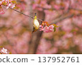 Cherry blossoms, Japanese white-eye, Gunma Prefecture, 60 selections 137952761