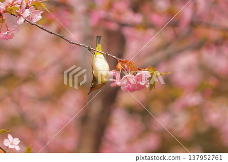 櫻花、繡眼花、群馬縣,60種 櫻花、繡眼花、群馬縣,60種 137952761