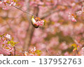 Cherry blossoms, Japanese white-eye, Gunma Prefecture, 60 selections 137952763