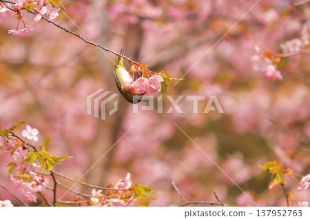 Cherry blossoms, Japanese white-eye, Gunma Prefecture, 60 selections Cherry blossoms, Japanese white-eye, Gunma Prefecture, 60 selections 137952763