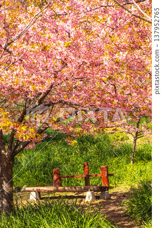 The refreshing colors of Kawazu cherry blossoms cover the entire slope. 137952765