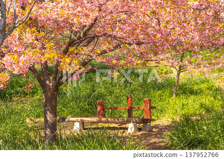 午後,沿著兩旁盛開著河津櫻花的步道漫步,耳邊縈繞著大海的氣息。 午後,沿著兩旁盛開著河津櫻花的步道漫步,耳邊縈繞著大海的氣息。 137952766