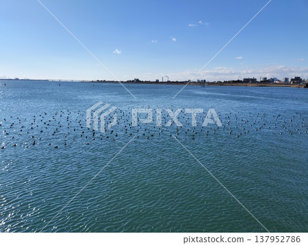 Water birds standing by the Ibi River 137952786