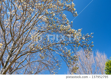 Magnolia in the forest Magnolia in the forest 137952795