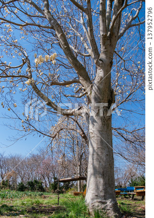 Magnolia and Swing 137952796