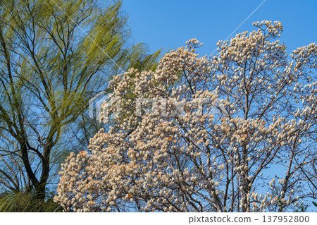 Shining Magnolia Shining Magnolia 137952800