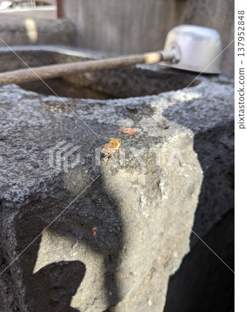 水池邊的蜜蜂 水池邊的蜜蜂 137952848