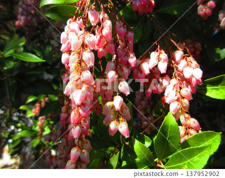A landscape featuring the Japanese Andromeda (Pieris japonica), a member of the genus Pieris in the Ericaceae family. 137952902