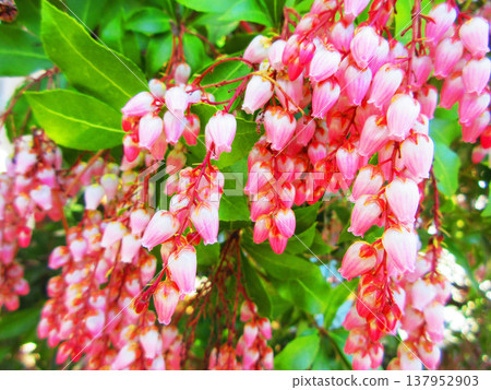 A landscape featuring the Japanese Andromeda (Pieris japonica), a member of the genus Pieris in the Ericaceae family. 137952903