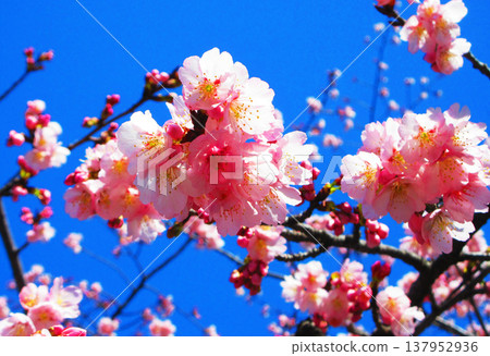 A view of the Angyo cherry blossoms at Mitsuzoin Temple in Kawaguchi City, Saitama Prefecture (photographed in 2026). 137952936