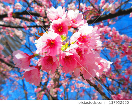A view of the Angyo cherry blossoms at Lilia Park in Kawaguchi City, Saitama Prefecture (photographed in 2026). 137952960