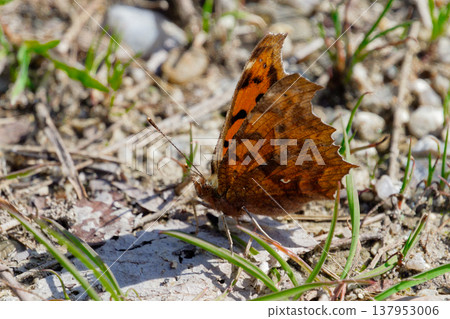 Overwintering butterfly, Nymphidae, Autumn type ♂ Sunbathing Overwintering butterfly, Nymphidae, Autumn type ♂ Sunbathing 137953006