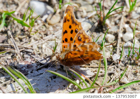 Overwintering butterfly, Nymphidae, Autumn type ♂ Sunbathing Overwintering butterfly, Nymphidae, Autumn type ♂ Sunbathing 137953007