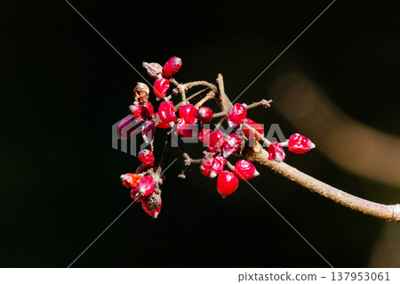 莢蒾植物上剩下的紅色漿果 莢蒾植物上剩下的紅色漿果 137953061