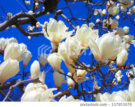 A scene of white magnolias against a blue sky at Lilia Park (Kawaguchi West Park) in Kawaguchi City, Saitama Prefecture (photographed in 2026). 137953070