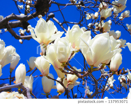 A scene of white magnolias against a blue sky at Lilia Park (Kawaguchi West Park) in Kawaguchi City, Saitama Prefecture (photographed in 2026). A scene of white magnolias against a blue sky at Lilia Park (Kawaguchi West Park) in Kawaguchi City, Saitama Prefecture (photographed in 2026). 137953071