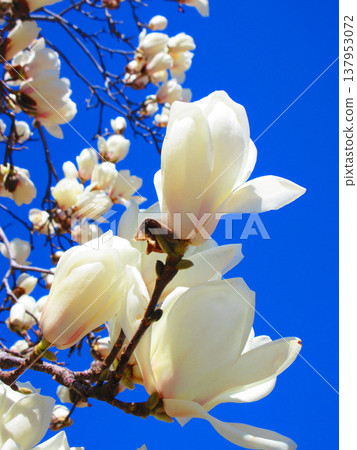 A scene of white magnolias against a blue sky at Lilia Park (Kawaguchi West Park) in Kawaguchi City, Saitama Prefecture (photographed in 2026). 137953072