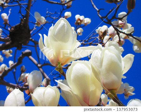 A scene of white magnolias against a blue sky at Lilia Park (Kawaguchi West Park) in Kawaguchi City, Saitama Prefecture (photographed in 2026). 137953073