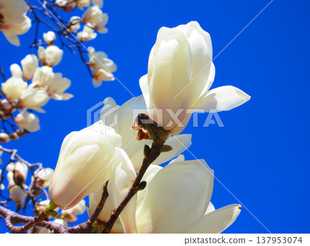 A scene of white magnolias against a blue sky at Lilia Park (Kawaguchi West Park) in Kawaguchi City, Saitama Prefecture (photographed in 2026). 137953074
