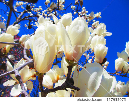 A scene of white magnolias against a blue sky at Lilia Park (Kawaguchi West Park) in Kawaguchi City, Saitama Prefecture (photographed in 2026). 137953075