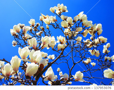 A scene of white magnolias against a blue sky at Lilia Park (Kawaguchi West Park) in Kawaguchi City, Saitama Prefecture (photographed in 2026). 137953076