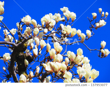 A scene of white magnolias against a blue sky at Lilia Park (Kawaguchi West Park) in Kawaguchi City, Saitama Prefecture (photographed in 2026). 137953077