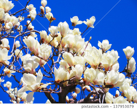 A scene of white magnolias against a blue sky at Lilia Park (Kawaguchi West Park) in Kawaguchi City, Saitama Prefecture (photographed in 2026). 137953079