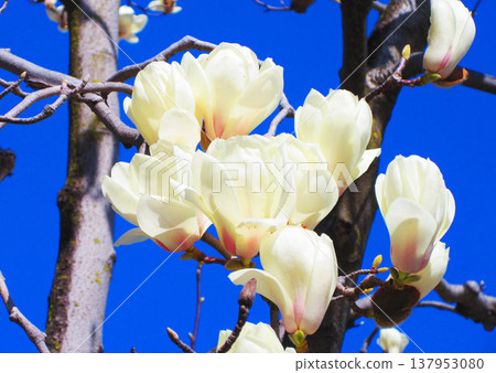 A scene of white magnolias against a blue sky at Lilia Park (Kawaguchi West Park) in Kawaguchi City, Saitama Prefecture (photographed in 2026). 137953080